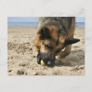 Carte postale Berger allemand