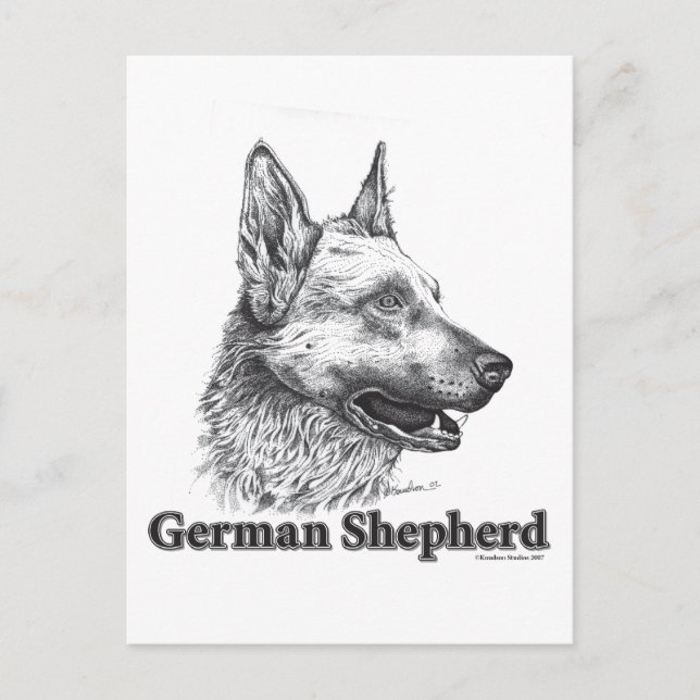 Carte Postale Berger allemand (Devant)