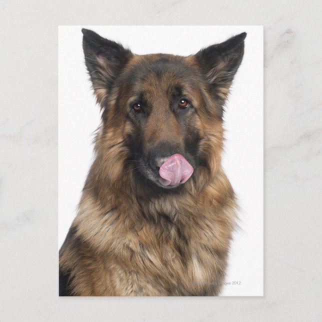 Carte Postale Berger allemand (Devant)