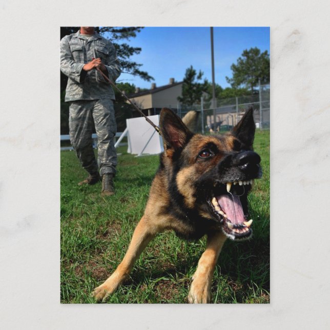 Carte Postale Berger allemand aboiant (Devant)