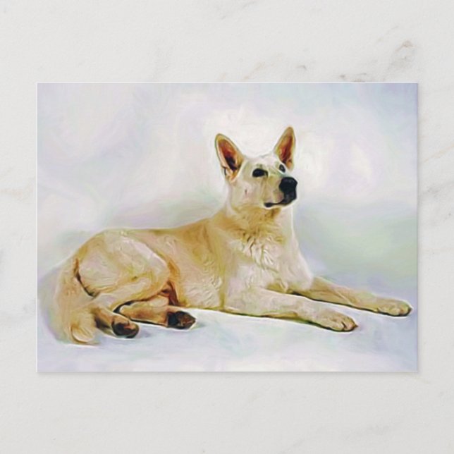 Carte Postale Berger allemand blanc (Devant)