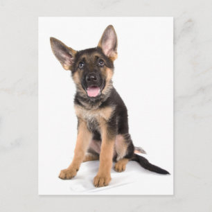 Carte Postale berger allemand chiot