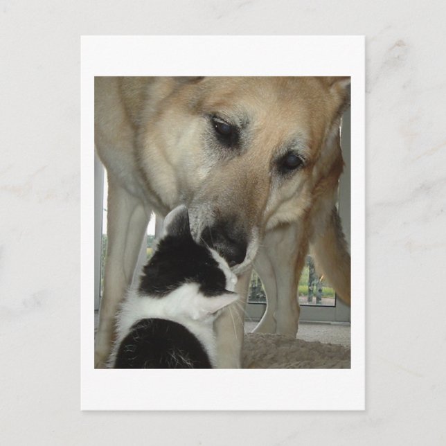 Carte Postale Berger allemand et ami Kitty (Devant)