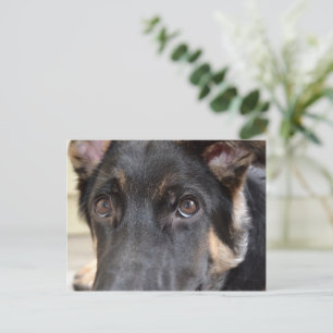 Carte Postale berger allemand par Shirley Taylor