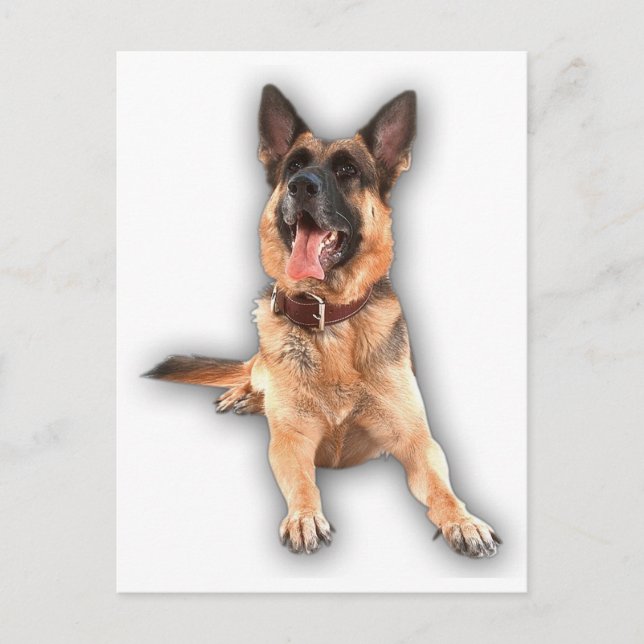 Carte Postale berger allemand rire (Devant)