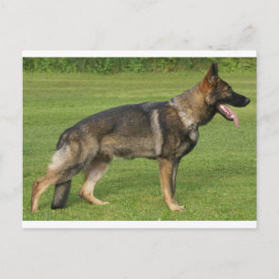 Carte Postale Berger Allemand Sable Complet
