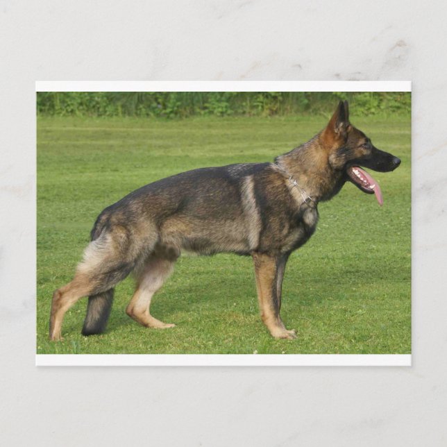 Carte Postale Berger Allemand Sable Complet  (Devant)