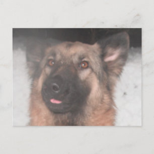 Carte postale Berger allemand Sticking Tongue Out
