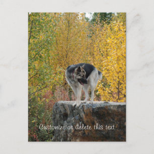 Carte Postale berger allemand sur un rocher; personnalisable