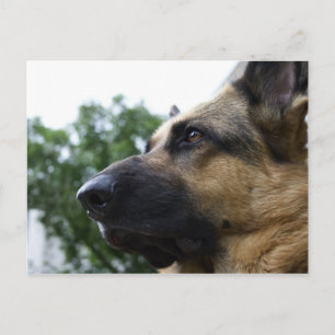 Carte postale berger allemande