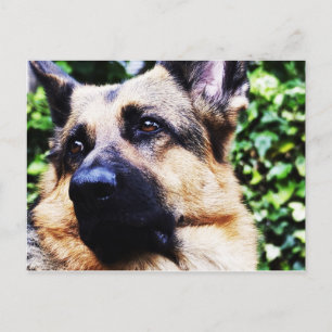 Carte postale berger allemande