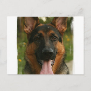 Carte postale berger allemande