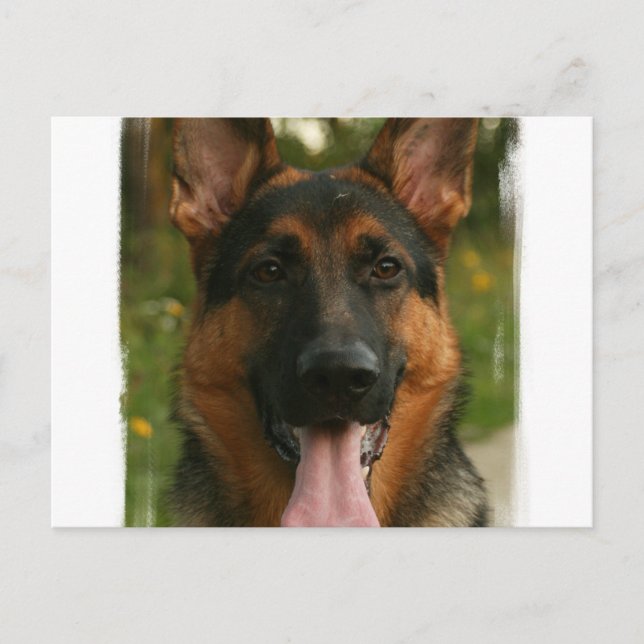 Carte postale berger allemande (Devant)