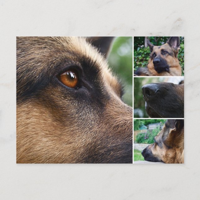 Carte postale berger allemande (Devant)