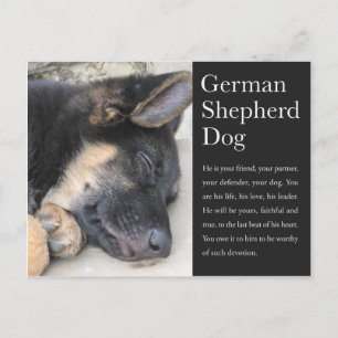 Carte postale berger allemande