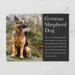 Carte postale berger allemande