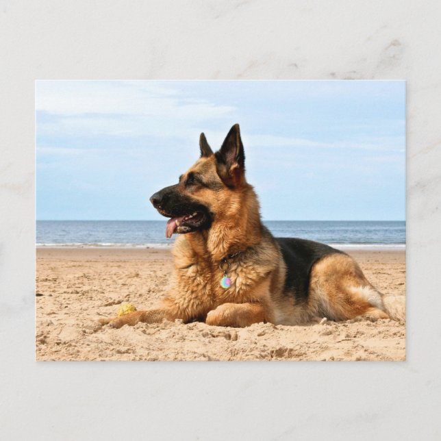 Carte postale berger allemande (Devant)