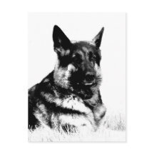 Carte postale berger allemande