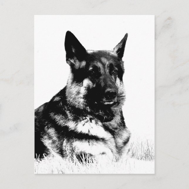 Carte postale berger allemande (Devant)