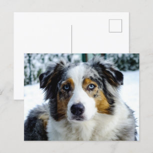 Carte Postale Berger américain miniature bleu merle