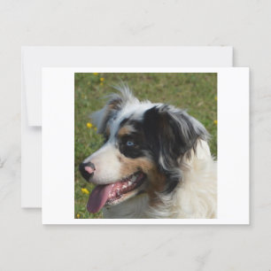 Carte Postale Berger américain miniature bleu merle