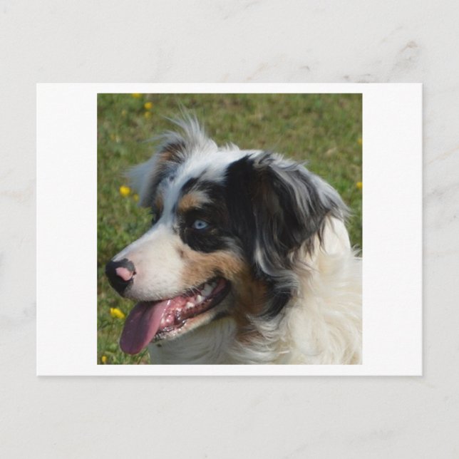 Carte Postale Berger américain miniature bleu merle (Devant)