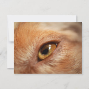 Carte Postale Berger américain miniature, oeil rouge merle