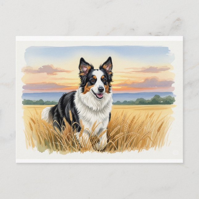 Carte Postale Berger anglais dans un champ de blé (Devant)
