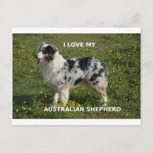 Carte Postale berger australien bleu merle amour w pic