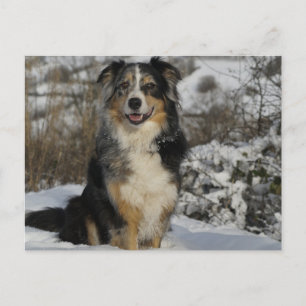 Carte Postale berger australien dans la neige 2.png
