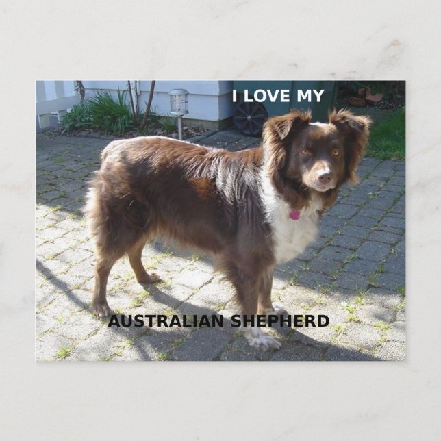 Carte Postale berger australien rouge tri amour w pic (Devant)