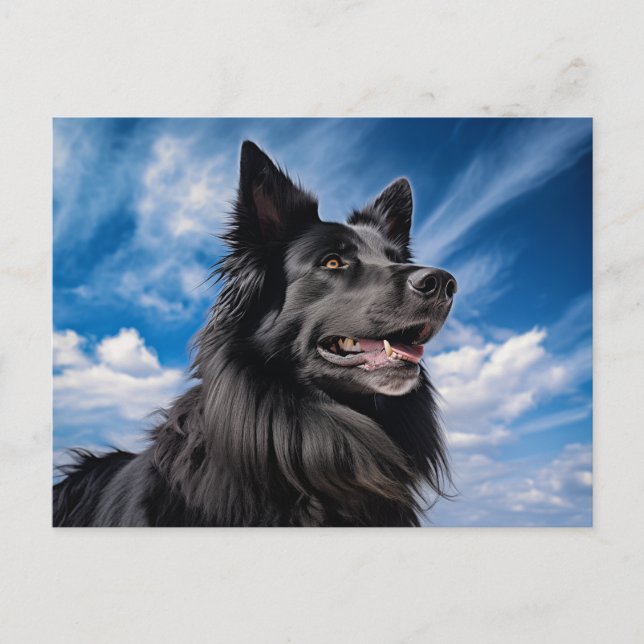 Carte Postale Berger belge Groenendael (Devant)