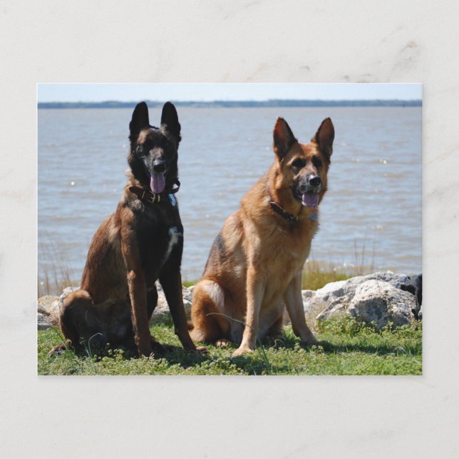 Carte Postale Berger belge malinois et allemand (Devant)