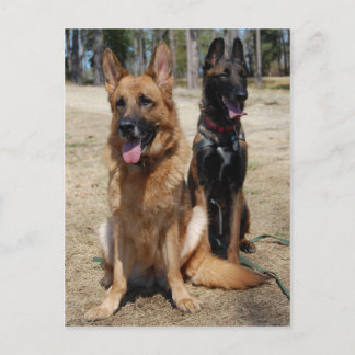 Carte Postale Berger belge malinois et allemand