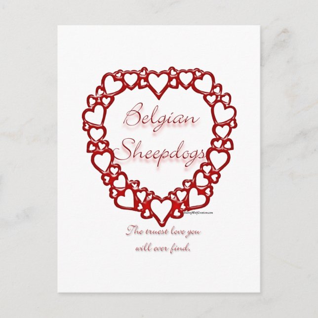 Carte Postale Berger belge Véritable Amour (Devant)