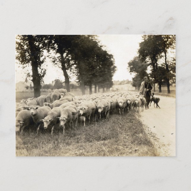 Carte Postale Berger de France 1921 (Devant)