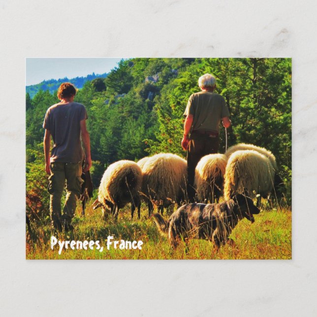 Carte Postale Berger en France (Devant)