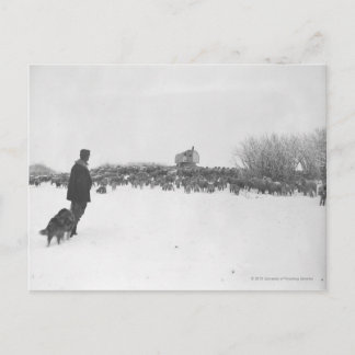 Carte Postale Berger et chien au camp des moutons