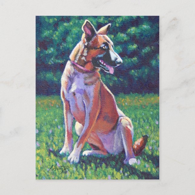 Carte Postale Berger malinois dans le champ de Grassy (Devant)