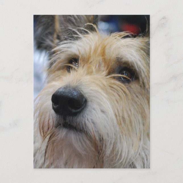 Carte postale Berger Picard (Devant)