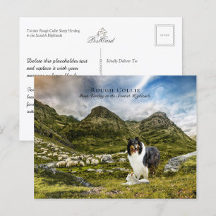 Carte Postale Berger Tricolor Rough Collie - Collectif