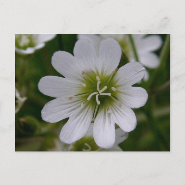 Carte Postale Bering Chickweed Blossom, île de l'Unalaska (Devant)