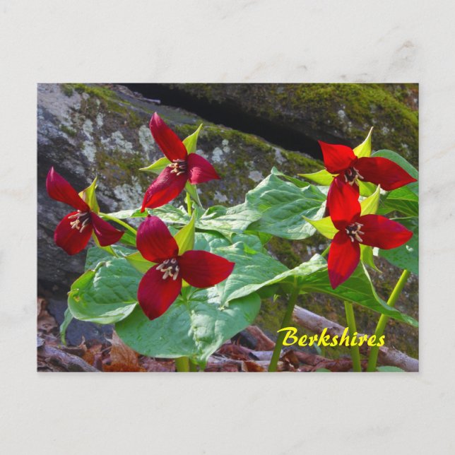 Carte Postale Berkshires Massachusetts Fleur sauvage Red Trilliu (Devant)