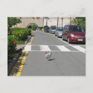 CARTE POSTALE BERMUDA CHICKEN