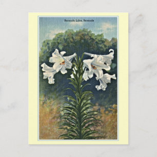 Carte Postale Bermudes vintages Lilies, Bermudes
