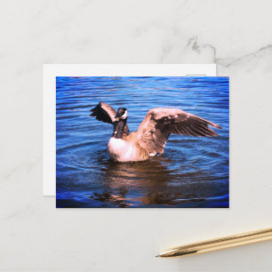 Carte Postale Bernache du Canada battant des ailes Eau bleue Nat