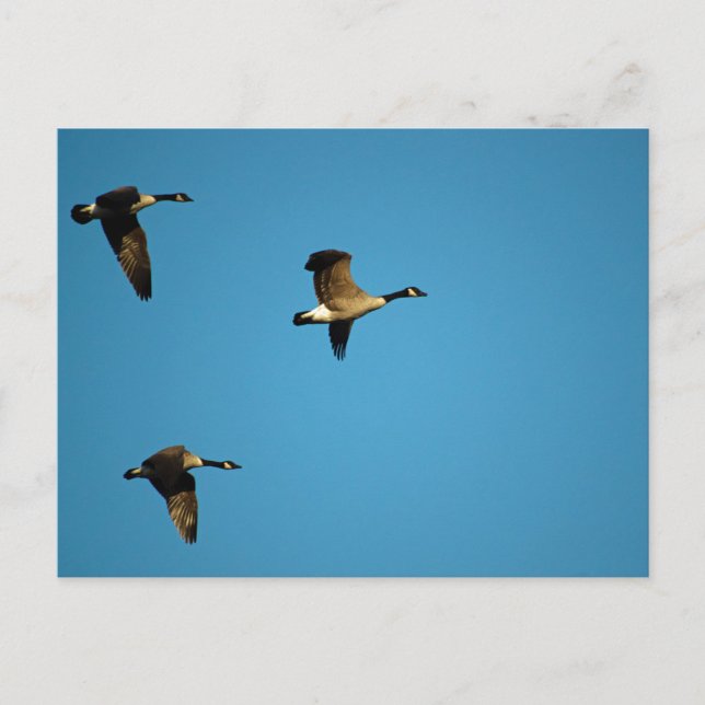 Carte Postale Bernaches du Canada  (Devant)