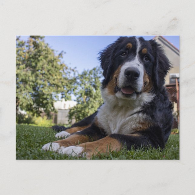 Carte Postale bernais chien de montagne ponte (Devant)