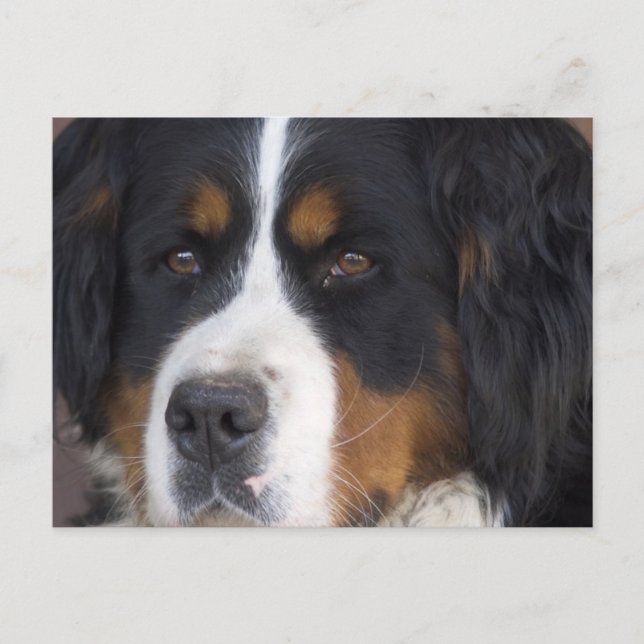 Carte postale Berner Sennenhund (Devant)