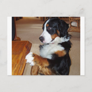 Carte Postale bernèse-chien de montagne-mendicité.png